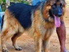German Shepherd Dog for Crossing