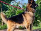 German Shepherd Dog for Crossing