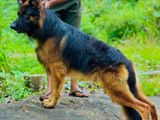 German Shepherd Dog for Crossing