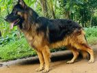 German Shepherd Dog for Crossing