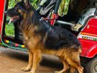 German Shepherd Dog for Crossing