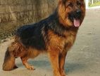 German Shepherd Dog for Crossing