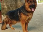German Shepherd Dog for Crossing