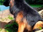 German Shepherd Dog for Crossing