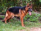 German Shepherd Dog for Crossing