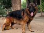 German Shepherd Dog for Crossing