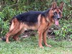German shepherd dog for crossing