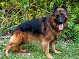 German Shepherd Dog for Crossing
