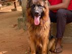 German Shepherd Dog for Crossing