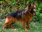 German shepherd dog for crossing