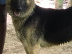 German Shepherd Dog for Crossing