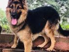 German Shepherd Dog for Crossing