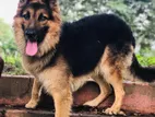 German Shepherd Dog for Crossing