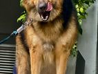 German Shepherd Dog for Crossing