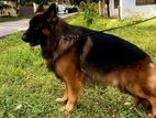 German Shepherd Dog for Crossing