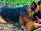 German Shepherd Dog for Crossing