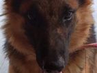 German Shepherd Dog for Crossing