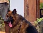 German Shepherd Dog for Crossing