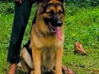 German Shepherd Dog for Crossing