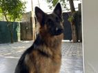 German Shepherd Dog for Crossing