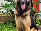 German Shepherd Dog for Crossing