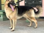 German Shepherd Dog For Crossing