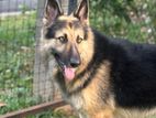 German Shepherd Dog for Crossing