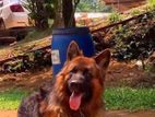 German Shepherd Dog for Crossing