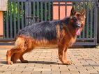 German Shepherd Dog for Crossing