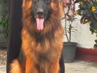 German Shepherd Dog for Crossing