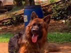German shepherd dog for Crossing
