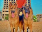 German Shepherd Dog for Crossing