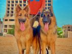 German Shepherd Dog for Crossing