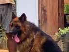 German Shepherd Dog For Crossing