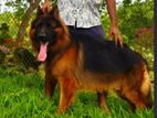 German Shepherd Dog for Crossing