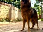 German Shepherd Dog for Crossing