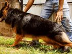 German Shepherd Dog for Crossing