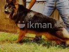 German Shepherd Dog for Crossing