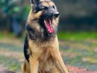 German Shepherd Dog for Crossing