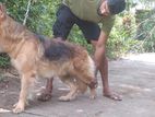 German Shepherd Dog for Crossing