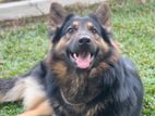 German Shepherd Dog for Crossing