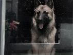 German Shepherd Dog for Crossing
