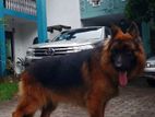 German Shepherd Dog for Crossing
