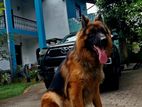 German Shepherd Dog for Crossing