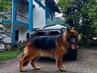German Shepherd Dog For Crossing