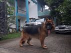 German Shepherd Dog for Crossing