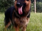 German Shepherd Dog for Crossing