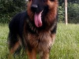 German Shepherd Dog for Crossing