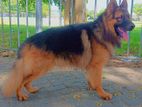 German Shepherd Dog for Crossing