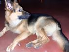 German shepherd Dog for crossing
